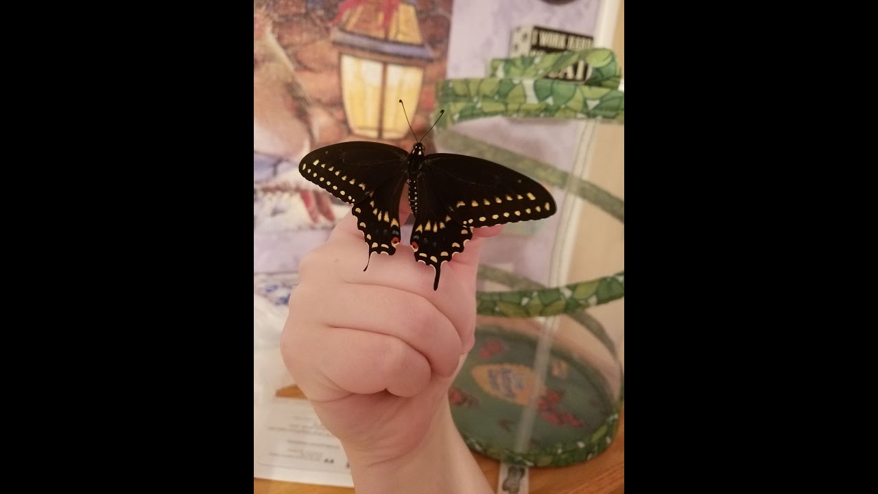 insects picture 2nd Black Swallowtail Hatches!