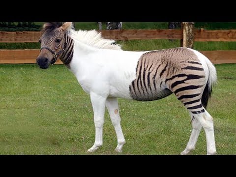 5 Animal Hybrids You Won't Believe Actually Exist!