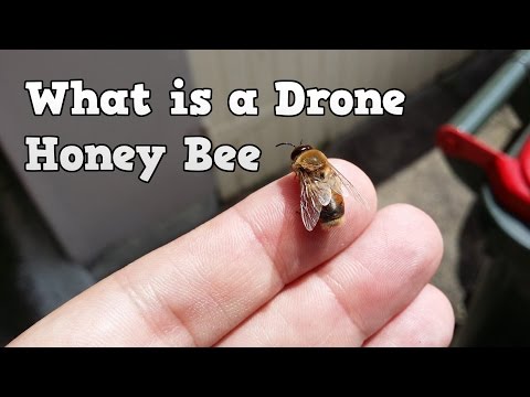 Video: In honingbijen worden de drones geproduceerd?