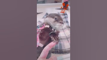 ムスッと顔なのもかわいい🥰#かわうそ#カワウソ#あかちゃんかわうそ#激おこ