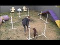 Arrow 5 months (puppy agility) Arrow 5 months (puppy agility)