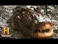 Swamp People: Willie Strikes a GATOR GOLD MINE (Season 12) | History