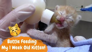 How I Bottle Feed My 1 Week Old Kitten!
