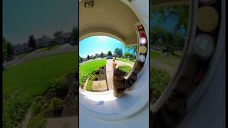 Milo The Cat Builds A Trap System Doorbell Camera Chaos