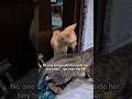 Subscribe For More Funny Cat Videos Catchaos Mischievouscat Naughtykitten Catdrama Catbehavior