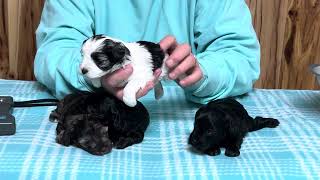 Winnie's Toy Schnauzer puppies March 26, 2024 by WindyHillKennelcg 348 views 3 weeks ago 8 minutes, 50 seconds