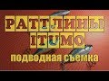 🐟 Для ловли хищника со льда ITUMO Clacker &amp; ITUMO Gamauji