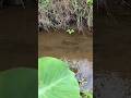 dapat spot nila jebolan empang, full streak😱🎣#mancing #mancingnila#fhising