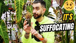 You’re Not Overwatering… Your Plant Is Suffocating 😳🌱
