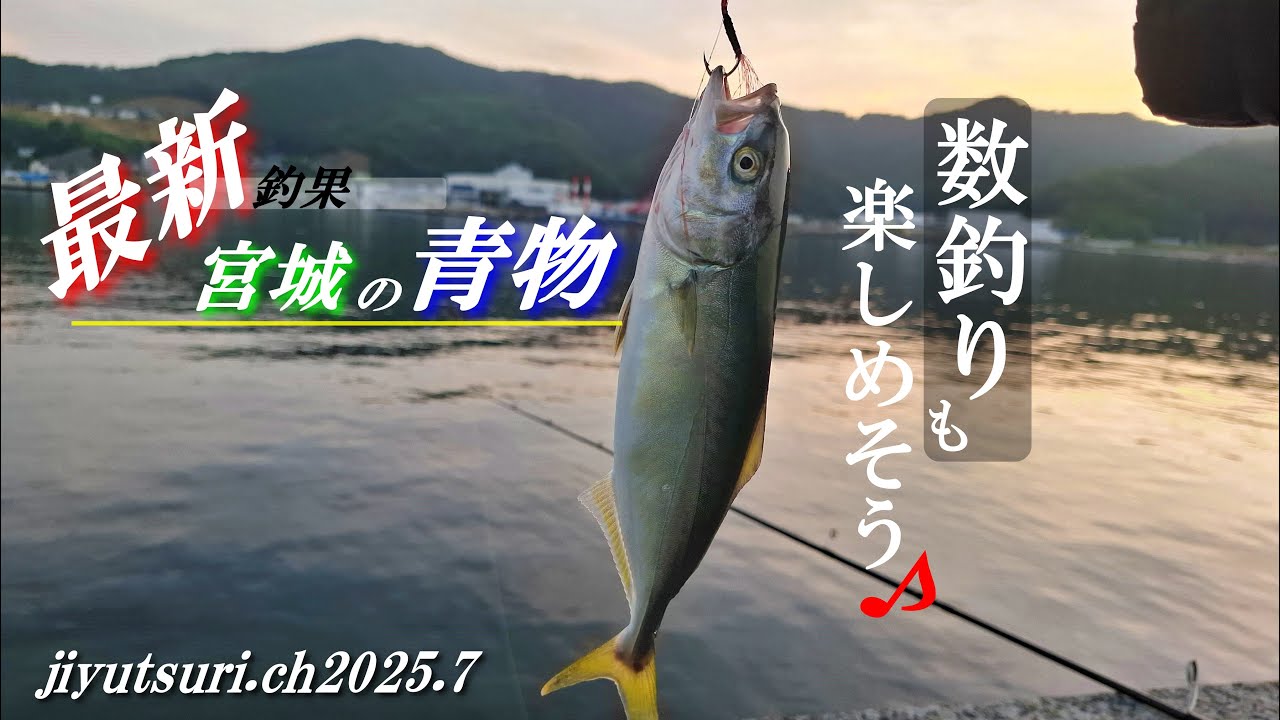 【マズメを狙え！宮城の青物回遊チャンス到来！】ライトショアジギングで狙う宮城の青い魚！