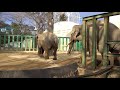 20180205 王子動物園のゾウ