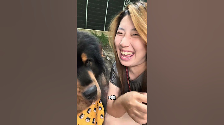 谁家小狗会亲亲，我不说【藏獒加布】 #dog #pets #加布 #萌宠 #藏獒 #宠物 #狗狗 #可爱 #shorts
