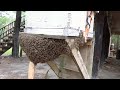 Capturing a huge swarm of honeybees and the surprise ending it had in store for me.
