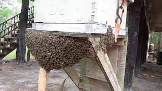 Capturing a huge swarm of honeybees and the surprise ending it had in store for me.