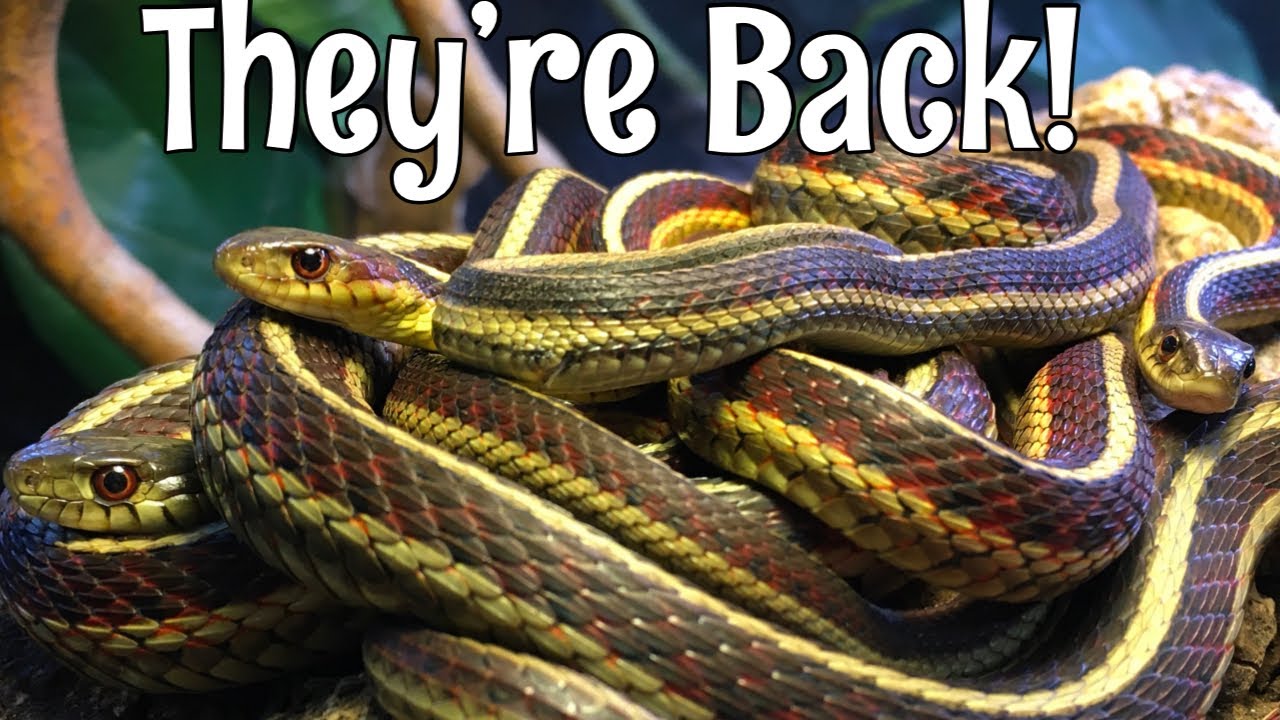 Awakening Our Garter Snakes From Brumation!