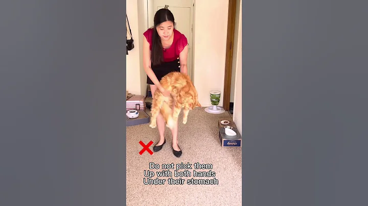 How to properly pick up a cat! V2 and not offend it! 🥰 #shorts #catlover - DayDayNews