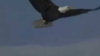 Video thumbnail of "Fly Like An Eagle Steve Miller Band"