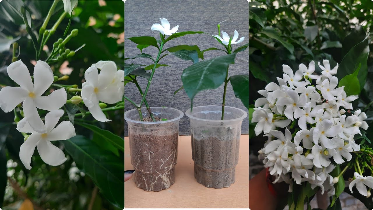 PROPAGATION OF CREPE JASMINE/ CHANDANI YouTube