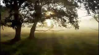 Best English Love ๐ Video Song.. Relaxing Nature Video Background ๐โโ๏ธ