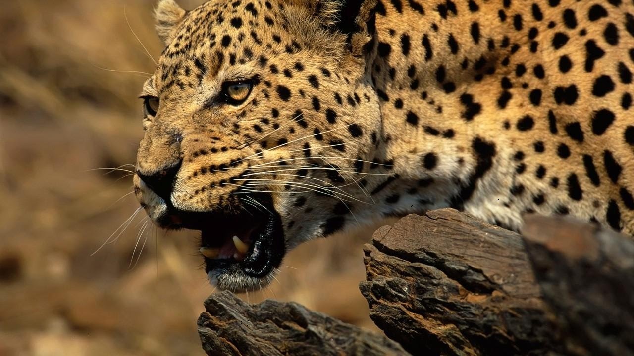 Animal Attack - National Geographic - [ Documentary ] - YouTube