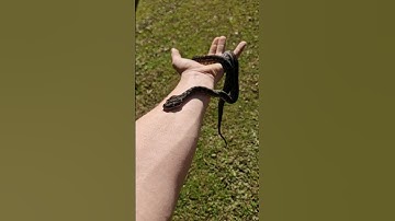 Juvenile murray darling carpet python #native #nature #beautiful #animal #snake #python #reptiles