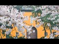 Live: Cherry blossoms in full bloom in east China's Jiming Temple – Ep. 5