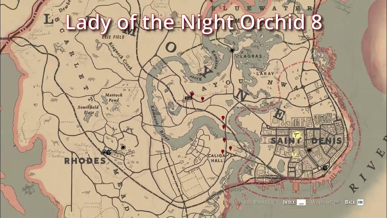Rdr2 Lady Of The Night Orchids Locations RDR2 - 15 Lady of the Night Orchid Location - Duchesses and other