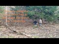 Tree trimming | clearing brush at the homestead | EP 1