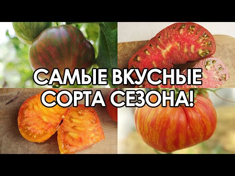 САМЫЕ ВКУСНЫЕ И НЕОБЫЧНЫЕ ТОМАТЫ! (ЛУЧШИЕ ЭКЗОТИЧЕСКИЕ СОРТА ТОМАТОВ, КОТОРЫЕ Я ВЫРАЩИВАЛ)