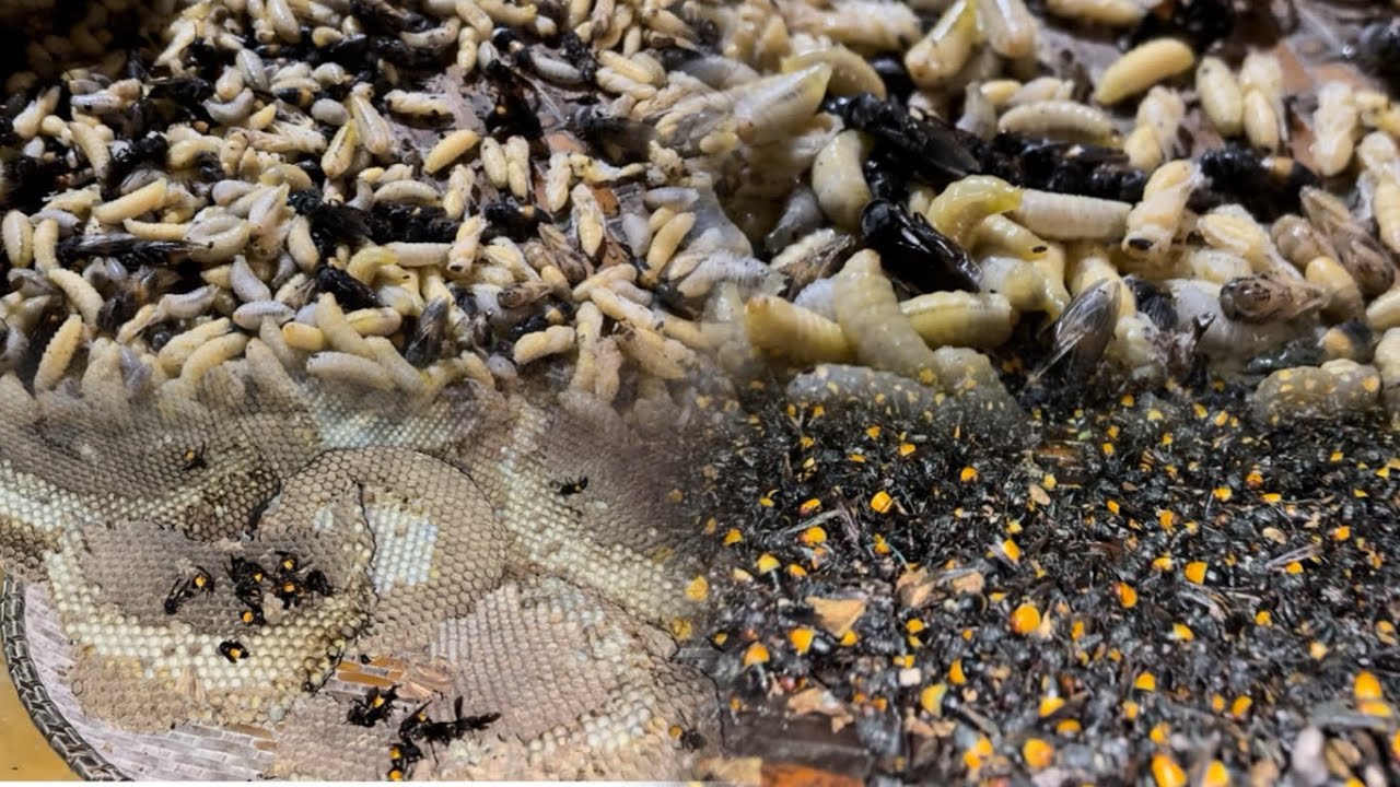 Awaited Seasonal hornet bee harvest