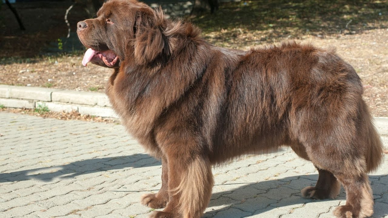 Newfoundland Dog Breed: A Guide to the AKC Breed Standard