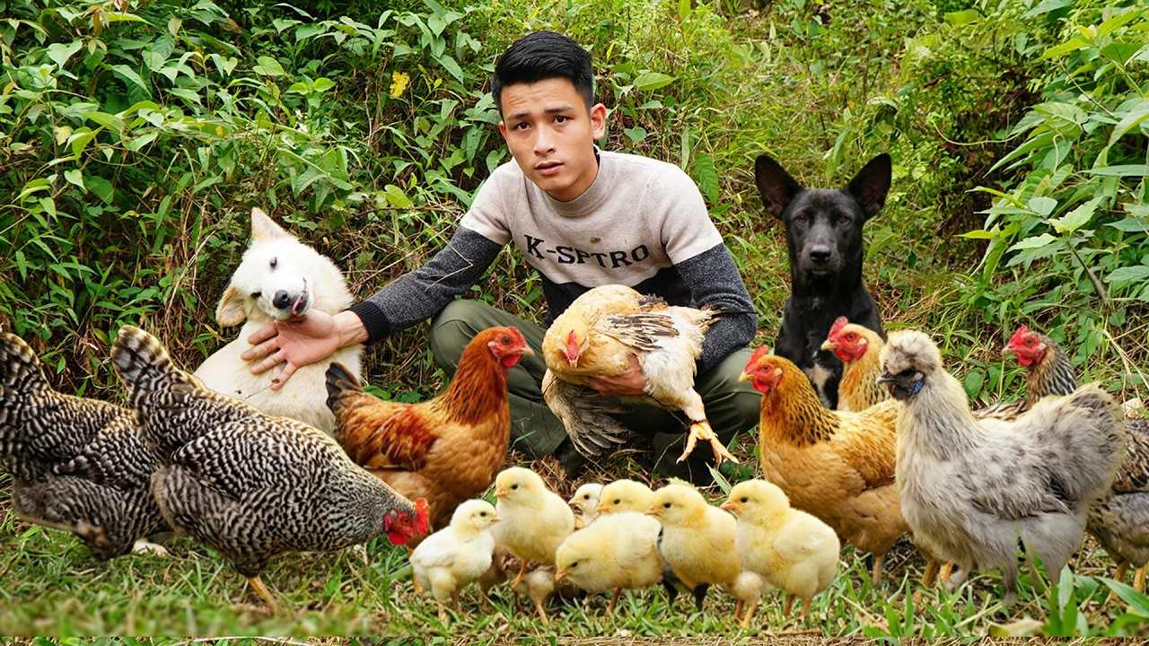 Spring Chicken Hunt CRAZY WILD CHICKEN HUNT! Catching Baby Chicks In Deep Forest & Market ...