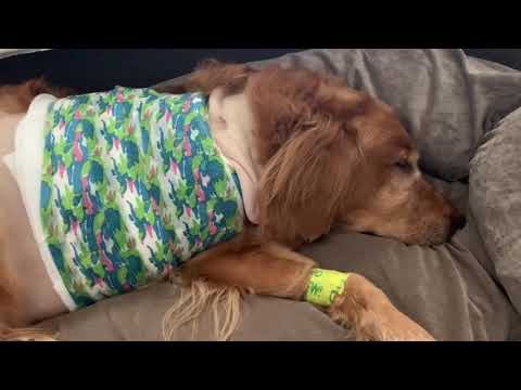 My experience after my dog’s amputation due to osteosarcoma (WAT.KI)