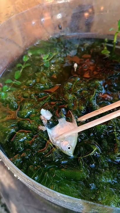 Dead ornamental fish, Manfish #fish #aquarium #funny #catch