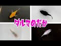 ダルマ体型のめだかが可愛い！！