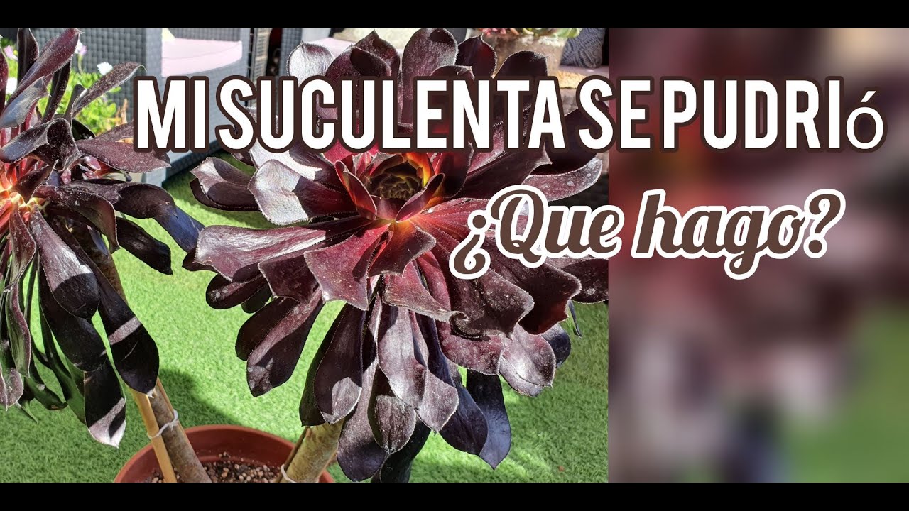 COMO SALVAR ROSA NEGRA DE LA PUDRICIÓN/AEONIUM/Jardín Suculento