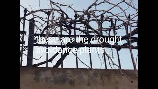 Drought stress in Plants
