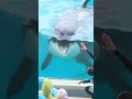シャチ「ラビー」が可愛すぎて困る^^ #Shorts #鴨川シーワールド #シャチ #kamogawaseaworld #orca #killerwhale