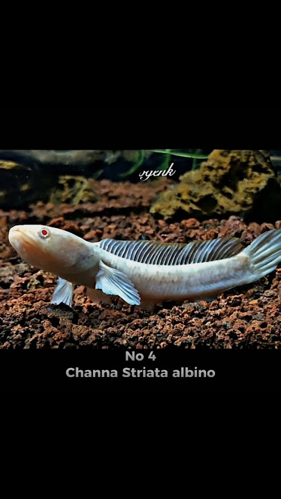 JENIS IKAN CHANNA TERMAHAL 2023