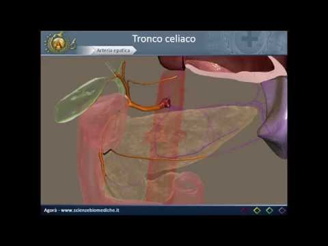 Apparato cardiocircolatorio 17: Tronco celiaco