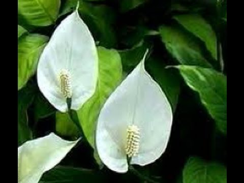 How To Make Plants Flower You How To Make Plants Flower