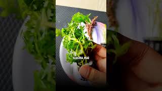 Unboxing & Review✅BUNNYCART | aquarium plants☘️for your planted tank ||#unboxingandreview #aquarium