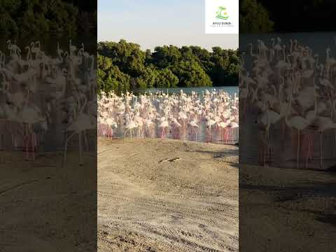 Flamingo Birds | Ras Al Khor Wildlife Sanctuary | DUBAI