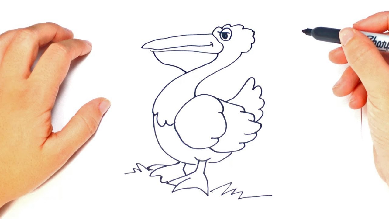 How To Draw A Pelican Step By Step Pelican Drawing Lesson Youtube