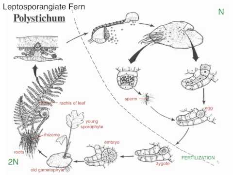 Leptosporangiate fern life cycle - YouTube