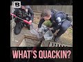 What's Quackin? Police Officers Rescue 5 Ducklings Who Fell Through Storm Drain