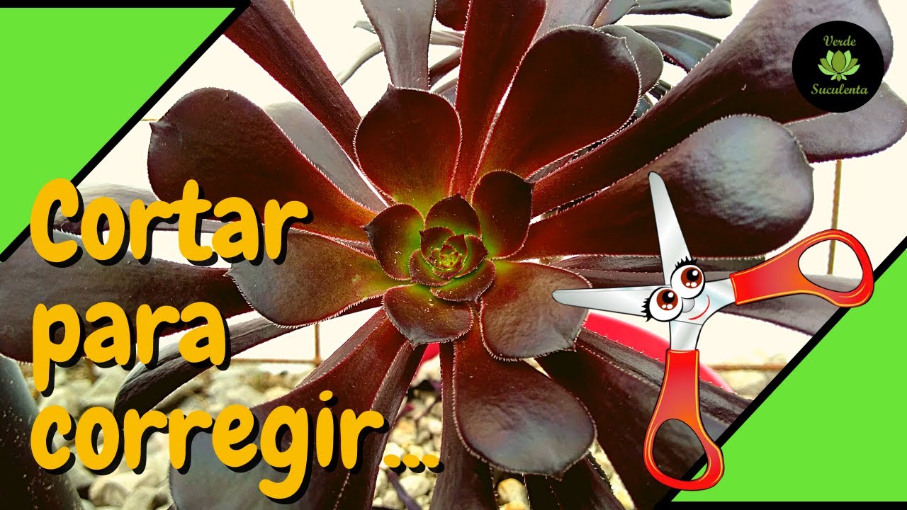 Mi Aeonium arboreum o rosa negra🥀 porque sus rosetas no prosperaban.😱🌺