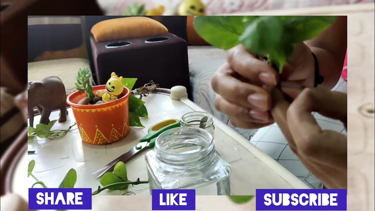 How To Grow Money Plant Faster tips To Grow Money Plant Quickly In how-to-grow-money-plant-faster-tips-to-grow-money-plant-quickly-in