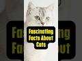 "Fascinating Facts About Cats" #cats #facts #shorts