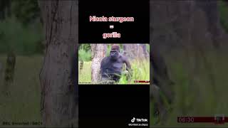 nicola sturgeon is actually a gorilla